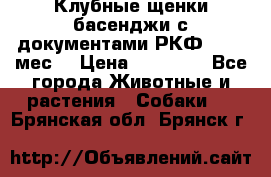 Клубные щенки басенджи с документами РКФ - 2,5 мес. › Цена ­ 20 000 - Все города Животные и растения » Собаки   . Брянская обл.,Брянск г.